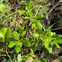 Myoporum boninense subsp. australe at Nambucca Heads, NSW - 28 May 2022 01:39 PM