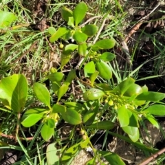 Myoporum boninense subsp. australe at Nambucca Heads, NSW - 28 May 2022