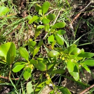 Myoporum boninense subsp. australe at Nambucca Heads, NSW - 28 May 2022