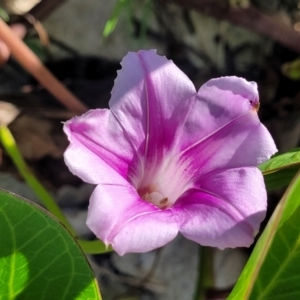 Ipomoea pes-caprae at Nambucca Heads, NSW - 28 May 2022