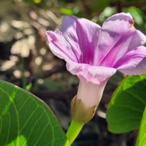 Ipomoea pes-caprae at Nambucca Heads, NSW - 28 May 2022