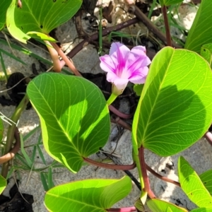 Ipomoea pes-caprae at Nambucca Heads, NSW - 28 May 2022