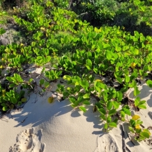 Ipomoea pes-caprae at Nambucca Heads, NSW - 28 May 2022