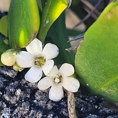 Myoporum boninense subsp. australe (Boobialla) at Nambucca Heads, NSW - 28 May 2022 by trevorpreston