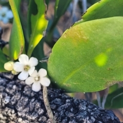 Myoporum boninense subsp. australe at Nambucca Heads, NSW - 28 May 2022