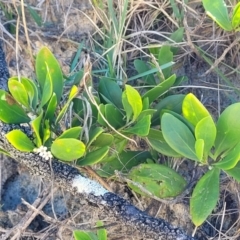 Myoporum boninense subsp. australe at Nambucca Heads, NSW - 28 May 2022 01:36 PM