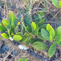 Myoporum boninense subsp. australe at Nambucca Heads, NSW - 28 May 2022