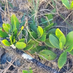 Myoporum boninense subsp. australe at Nambucca Heads, NSW - 28 May 2022 01:36 PM