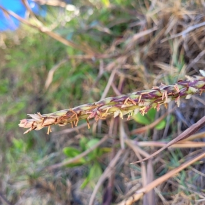 Ischaemum triticeum at Nambucca Heads, NSW - 28 May 2022 by trevorpreston