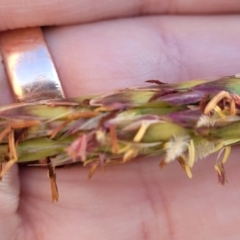 Ischaemum triticeum at Nambucca Heads, NSW - 28 May 2022