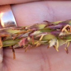 Ischaemum triticeum at Nambucca Heads, NSW - 28 May 2022