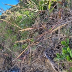 Ischaemum triticeum at Nambucca Heads, NSW - 28 May 2022 01:35 PM