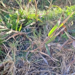 Ischaemum triticeum at Nambucca Heads, NSW - 28 May 2022