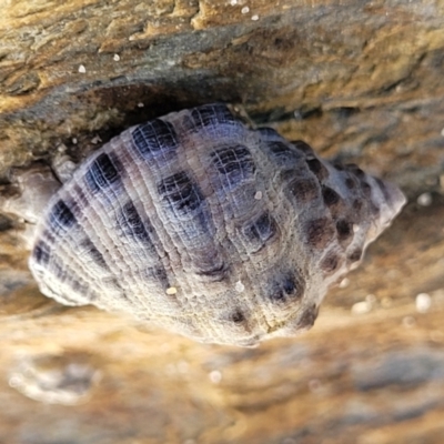 Morula marginalba at Nambucca Heads, NSW - 28 May 2022 by trevorpreston