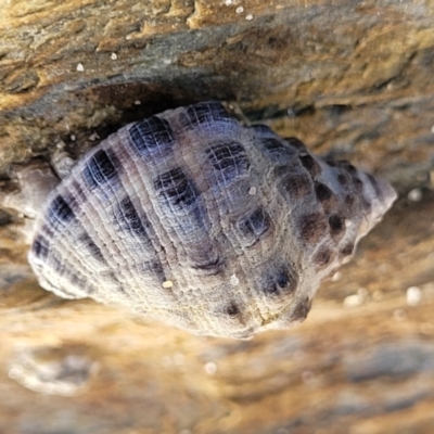 Unidentified Sea Snail or Limpet (Gastropoda) at Nambucca Heads, NSW - 28 May 2022 by trevorpreston