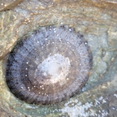 Unidentified Sea Snail or Limpet (Gastropoda) at Nambucca Heads, NSW - 28 May 2022 by trevorpreston