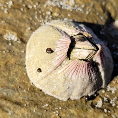 Unidentified Barnacle at Nambucca Heads, NSW - 28 May 2022 by trevorpreston