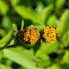 Bidens pilosa (Cobbler's Pegs, Farmer's Friend) at Nambucca Heads, NSW - 28 May 2022 by trevorpreston