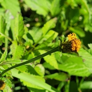 Bidens pilosa at Nambucca Heads, NSW - 28 May 2022