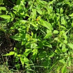 Bidens pilosa at Nambucca Heads, NSW - 28 May 2022