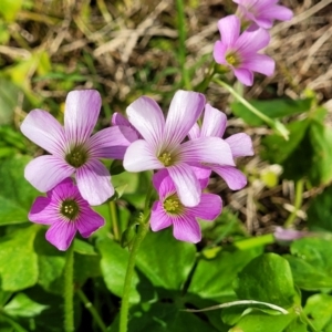 Oxalis debilis var. corymbosa at Nambucca Heads, NSW - 28 May 2022 01:17 PM