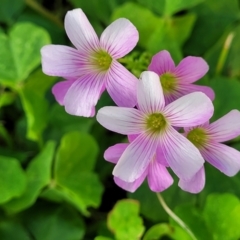 Oxalis debilis var. corymbosa at Nambucca Heads, NSW - 28 May 2022