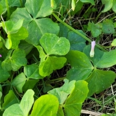 Oxalis debilis var. corymbosa at Nambucca Heads, NSW - 28 May 2022 01:17 PM