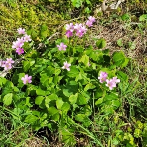 Oxalis debilis var. corymbosa at Nambucca Heads, NSW - 28 May 2022