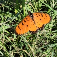 Acraea terpsicore (Tawny Coster) at Nambucca Heads, NSW - 28 May 2022 by trevorpreston