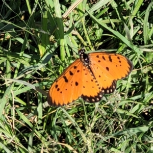 Acraea terpsicore at Nambucca Heads, NSW - 28 May 2022