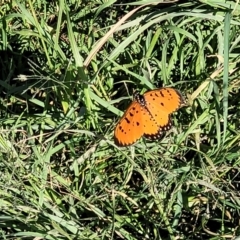 Acraea terpsicore at Nambucca Heads, NSW - 28 May 2022 01:09 PM