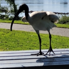 Threskiornis molucca (Australian White Ibis) at Urunga, NSW - 28 May 2022 by trevorpreston