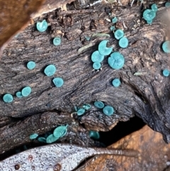 Chlorociboria (An elfcup fungus) at Tinderry Nature Reserve - 28 May 2022 by Ned_Johnston