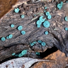 Chlorociboria (An elfcup fungus) at Tinderry, NSW - 29 May 2022 by NedJohnston