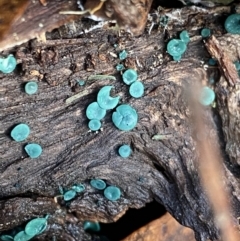 Chlorociboria at Tinderry, NSW - 29 May 2022