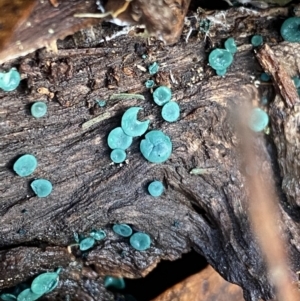 Chlorociboria at Tinderry, NSW - 29 May 2022 09:23 AM