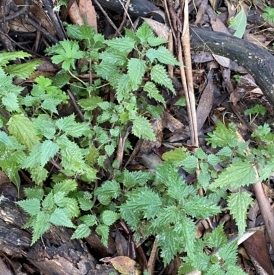 Urtica incisa (Stinging Nettle) at Tinderry Nature Reserve - 28 May 2022 by Ned_Johnston