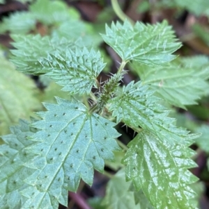 Urtica incisa at Tinderry, NSW - 29 May 2022 09:20 AM