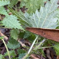 Urtica incisa at Tinderry, NSW - 29 May 2022 09:20 AM