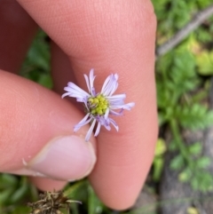 Lagenophora stipitata (Common Lagenophora) at Tinderry Nature Reserve - 28 May 2022 by Ned_Johnston