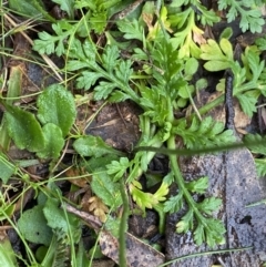 Lagenophora stipitata at Tinderry, NSW - 29 May 2022