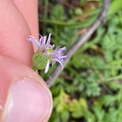 Lagenophora stipitata at Tinderry, NSW - 29 May 2022 09:10 AM