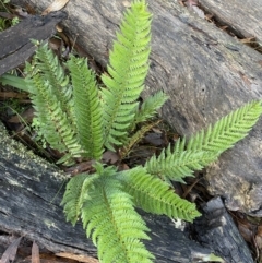 Polystichum proliferum (Mother Shield Fern) at Tinderry, NSW - 29 May 2022 by NedJohnston