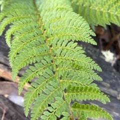 Polystichum proliferum at Tinderry, NSW - 29 May 2022 08:58 AM