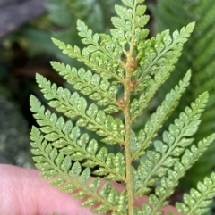 Polystichum proliferum at Tinderry, NSW - 29 May 2022 08:58 AM