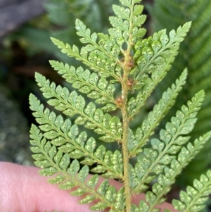 Polystichum proliferum at Tinderry, NSW - 29 May 2022 08:58 AM