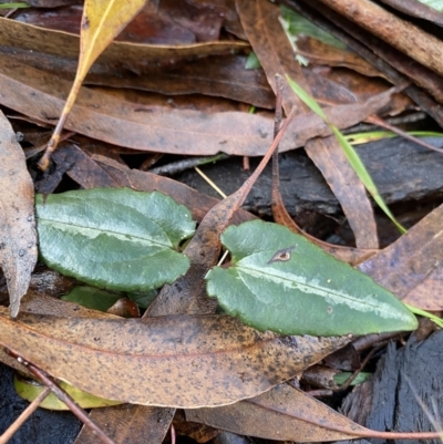 Clematis aristata (Mountain Clematis) at Tinderry, NSW - 29 May 2022 by NedJohnston