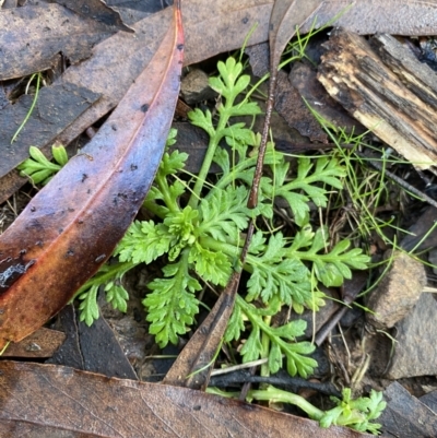 Leptinella filicula (Mountain Cotula) at Tinderry, NSW - 29 May 2022 by NedJohnston