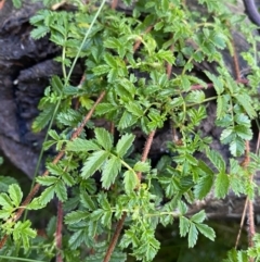 Acaena novae-zelandiae (Bidgee Widgee) at Tinderry, NSW - 29 May 2022 by NedJohnston