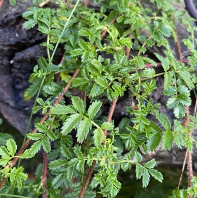 Acaena novae-zelandiae (Bidgee Widgee) at Tinderry, NSW - 29 May 2022 by NedJohnston